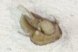 Scarce Cyphaspis Carrolli Trilobite - Oklahoma #104041-3
